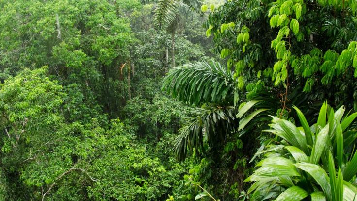 amazon rainforest.jpg